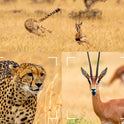 Wildcamera - Met Nachtzicht - Voor Buiten - Inclusief 32 GB kaart - Beginners en Professionals - 5MP - 1080P