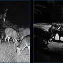 Wildcamera - Met Nachtzicht - Voor Buiten - Inclusief 32 GB kaart - Beginners en Professionals - 5MP - 1080P