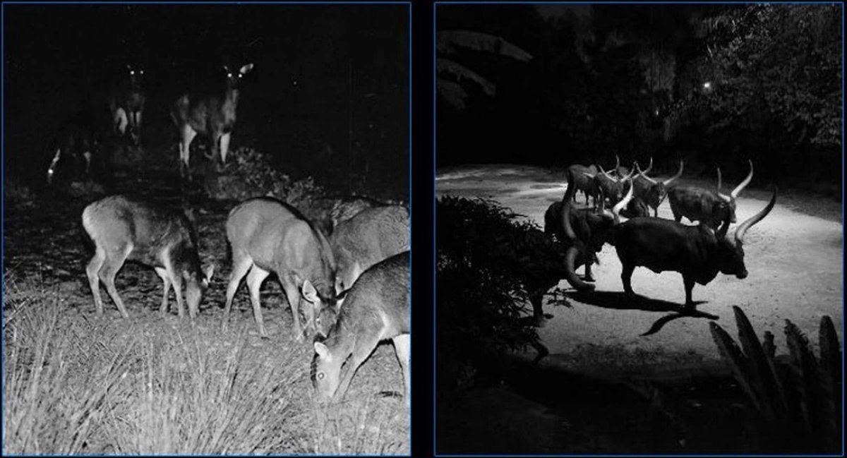 Wildcamera - Met Nachtzicht - Voor Buiten - Inclusief 32 GB kaart - Beginners en Professionals - 5MP - 1080P
